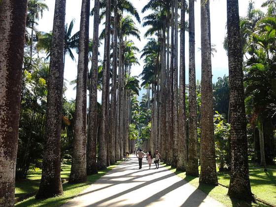 Jardim Botânico do Rio de Janeiro - RJ (Foto: Felipe Ventura)